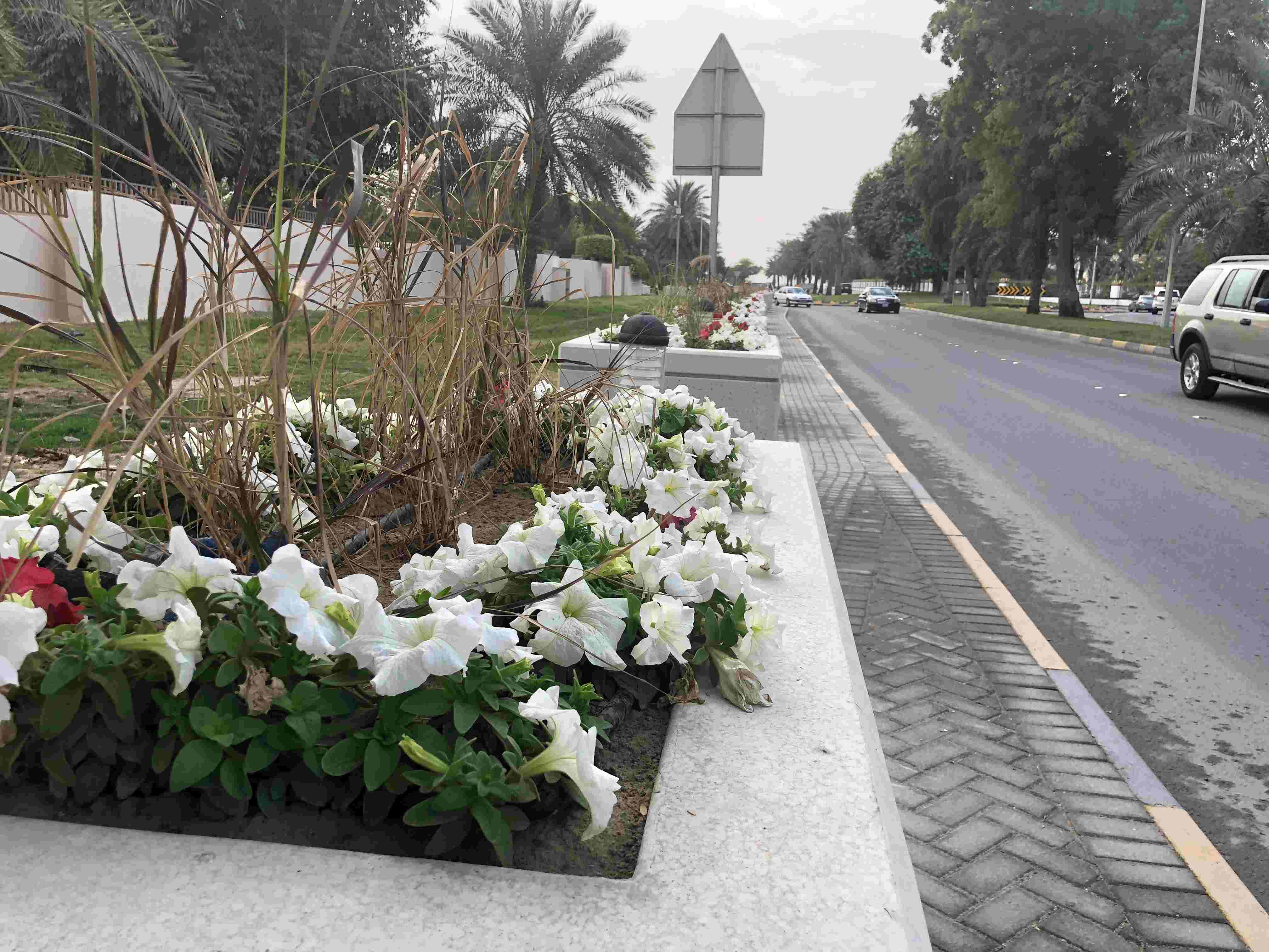 بلدية "الجنوبية" تستبدل الحواجز الإسمنتية بـأحواض زراعية في شارع الشيخ سلمان