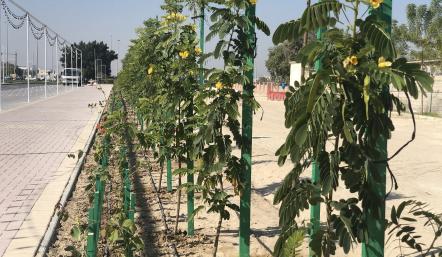 زراعة ???? شجرة على شارع ?? ديسمبر