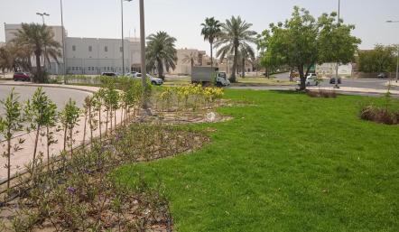 البلدية الجنوبية تزرع 3200 شتلة في بوابة مدينة عيسى