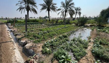بإنجاز يعكس ريادة القطاع الزراعي.. تكريم أربع قرى بحرينية ضمن مبادرة رئيس منظمة الأغذية والزراعة للأمم المتحدة لتكريم القرى الزراعية